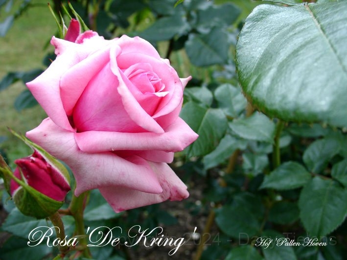 Rosa - De Kring.jpg